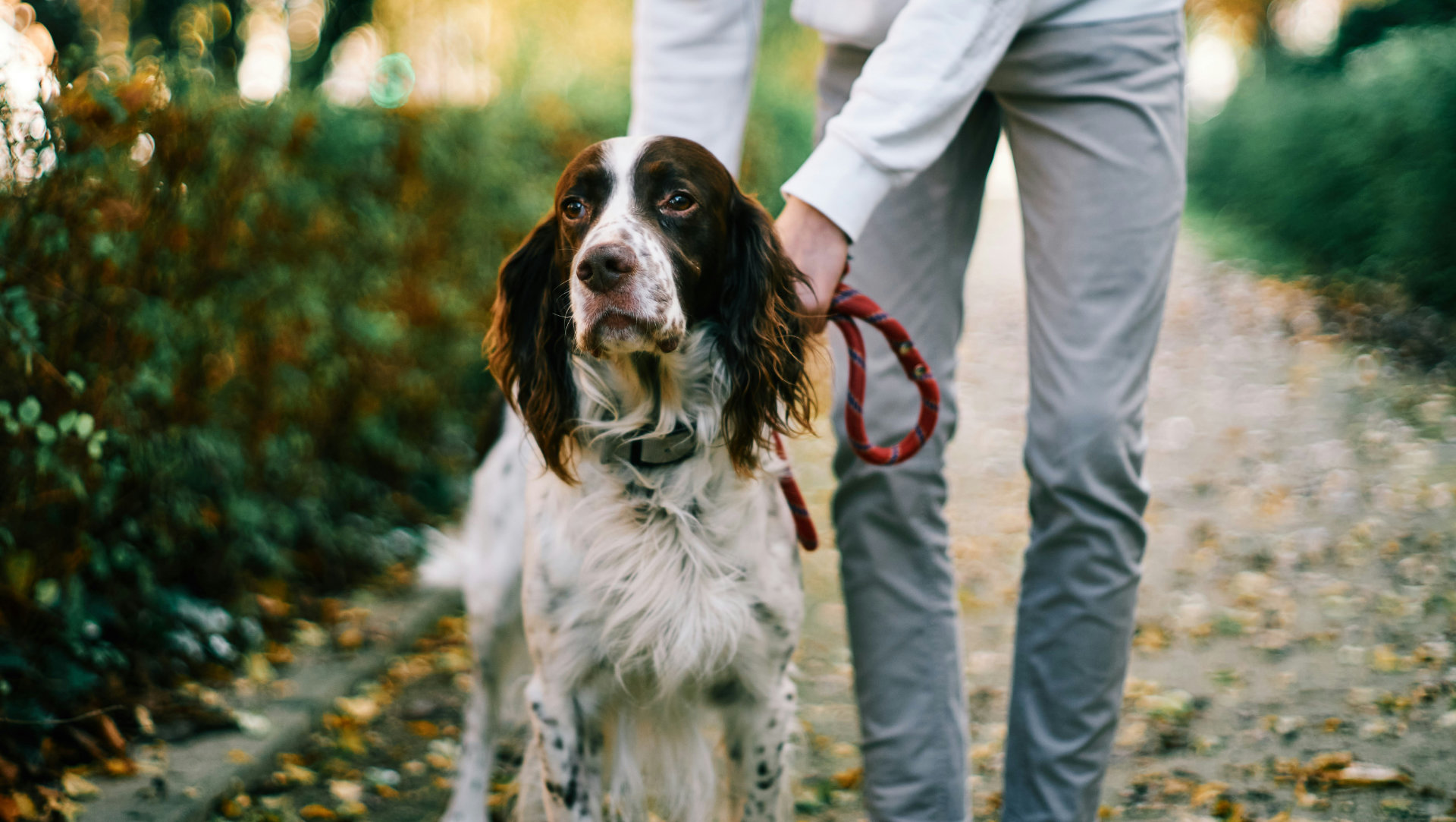 dog-on-path-with-leash