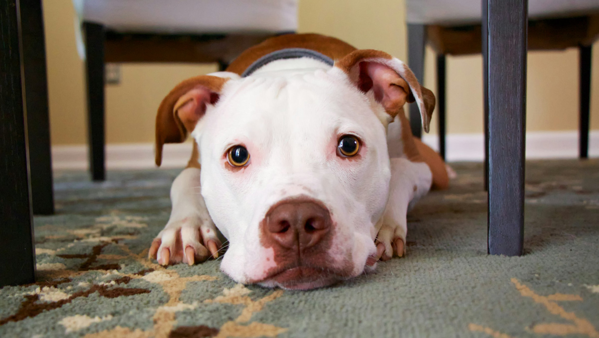 dog-pitbull-home-on-rug