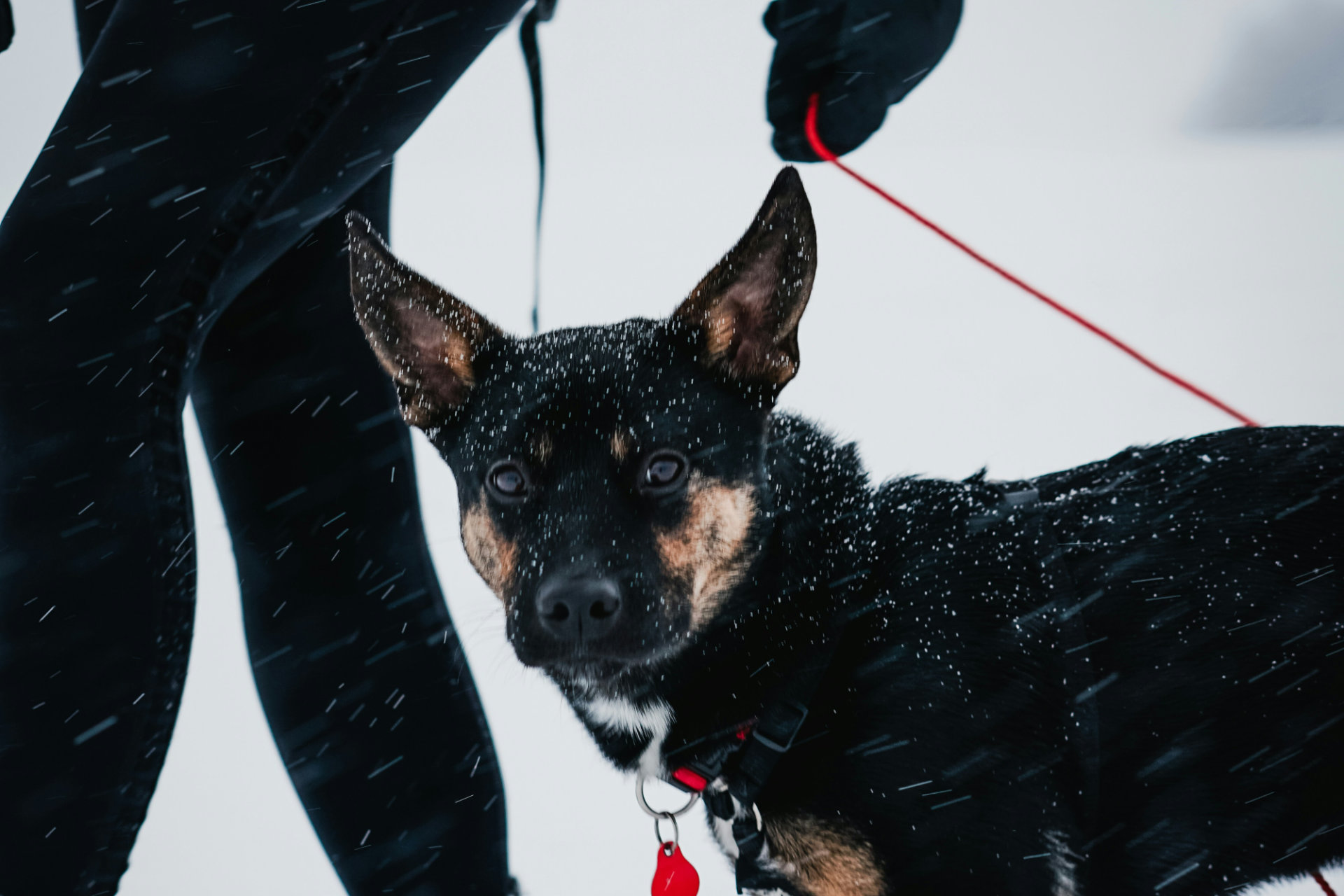 shepherd-dog-trainer-and-leash